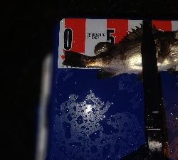 メバリング&アジング